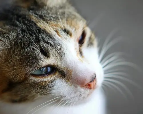 Comportamentos que indicam dor e o tutor acha “manha”, clínica veterinária 24h