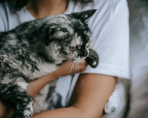 Preciso marcar hora em clínica veterinária 24h? clínica veterinária 24h