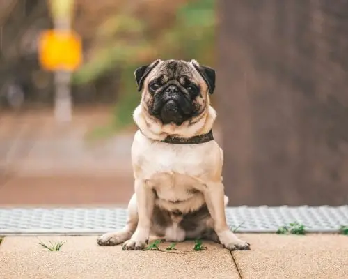 Meu cachorro está com secreção no pênis: é normal? clínica veterinária 24h