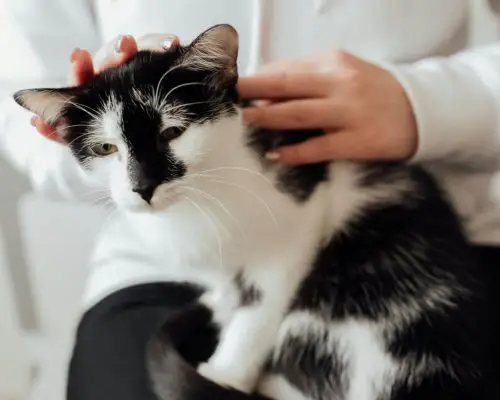 7 sinais de que você deve ir direto ao hospital veterinário , clínica veterinária 24h