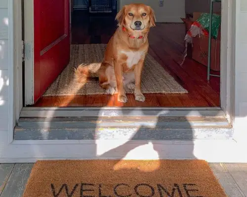 Como preparar o pet para receber visitas em casa, clínica veterinária 24h