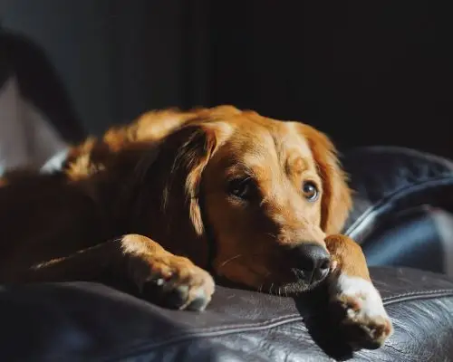 Meu cachorro está vomitando amarelo: o que pode ser? clínica veterinária 24h