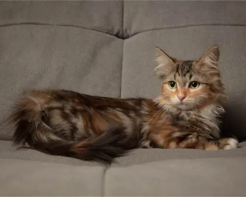 Vômito de Gato: Quando Devo Me Preocupar? clínica veterinária 24h