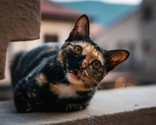 Vômito de gato: quando devo me preocupar? clínica veterinária 24h